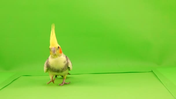 Corella Papagei Läuft Auf Einem Grünen Bildschirm Den Weg Zur — Stockvideo