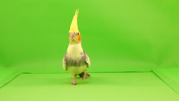 Corella Papagaio Corre Longo Caminho Para Câmera Uma Tela Verde — Vídeo de Stock