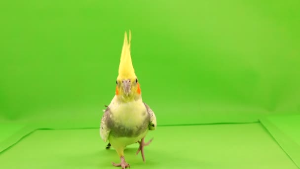 Corella Perroquet Court Long Chemin Caméra Sur Écran Vert — Video