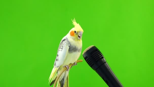 Papagaio Corela Canta Microfone Uma Tela Verde — Vídeo de Stock