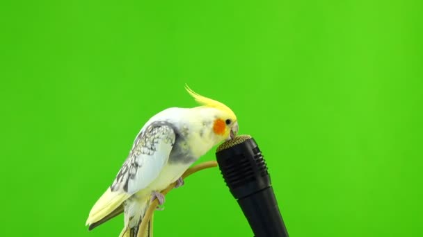Corella Parrot Sings Microphone Green Screen — Stock Video