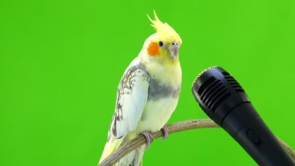 Corella Παπαγάλος Που Τραγουδά Ένα Μικρόφωνο Μια Πράσινη Οθόνη — Αρχείο Βίντεο