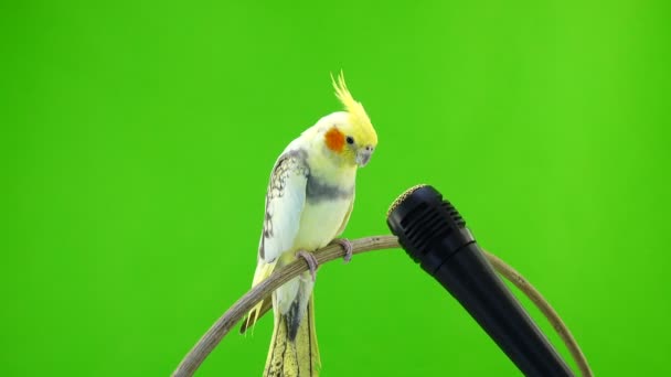 Corella Papağan Yeşil Bir Ekran Üzerinde Bir Mikrofon Içine Şarkı — Stok video