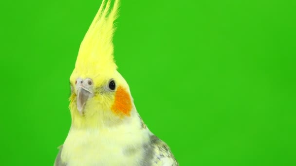 Portréja Egy Papagáj Corella Zöld Képernyő — Stock videók