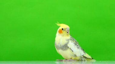 papağan corella izole üzerinde yeşil ekran konuşuyor