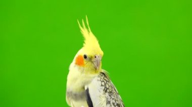 Portre Corella papağan yeşil bir ekran üzerinde.