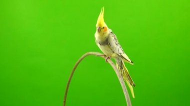 Corella papağan yeşil ekranda izole kamera boyunca döner