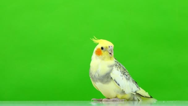 Parrot Corella Speaks Isolated Green Screen — стоковое видео