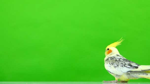 科雷拉鹦鹉在绿色屏幕上沿着屏幕移动 — 图库视频影像