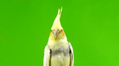 yeşil ekran üzerinde bir papağan corella portresi