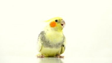 papağan corella izole üzerinde beyaz ekran konuşuyor