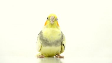 papağan corella izole üzerinde beyaz ekran konuşuyor