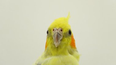 beyaz ekran üzerinde bir papağan corella portresi