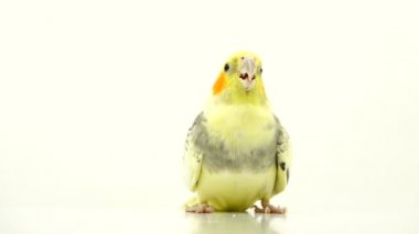 papağan corella izole üzerinde beyaz ekran konuşuyor