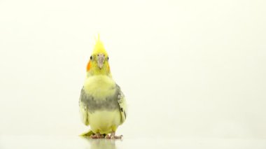 Corella papağan beyaz ekranda hareket