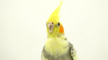 beyaz ekran üzerinde bir papağan corella portresi