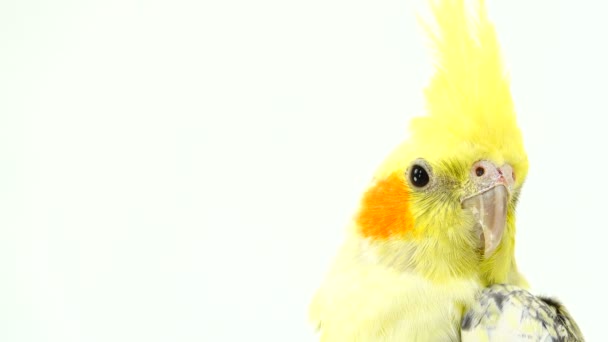 Retrato Uma Corela Papagaio Tela Branca — Vídeo de Stock