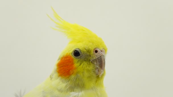 Portréja Egy Papagáj Corella Fehér Képernyő — Stock videók
