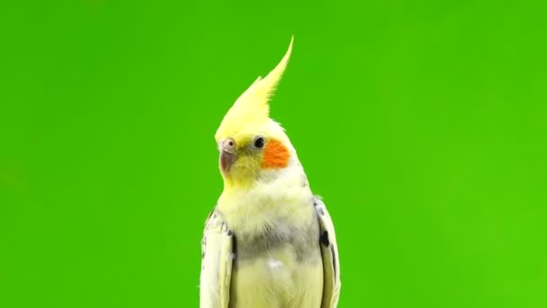 Retrato Uma Corela Papagaio Tela Verde — Vídeo de Stock