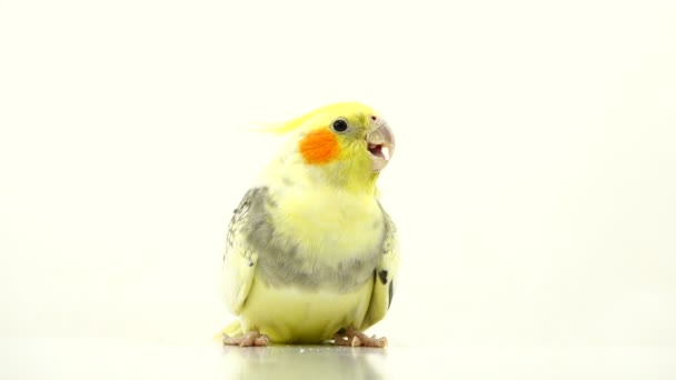 Perroquet Corella Parle Isolé Sur Écran Blanc — Video