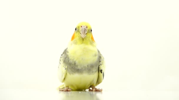 Perroquet Corella Parle Isolé Sur Écran Blanc — Video