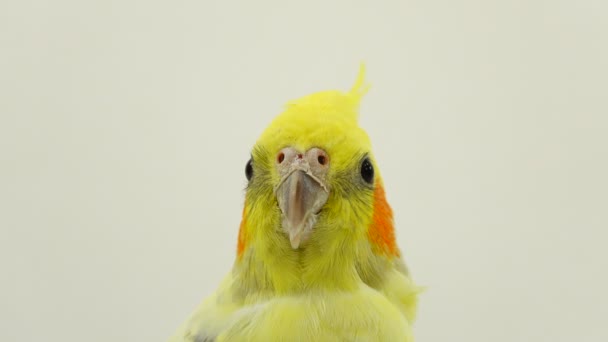 Портрет Папуги Білому Екрані — стокове відео