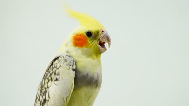 Papagei Corella Spricht Isoliert Auf Weißem Bildschirm — Stockvideo