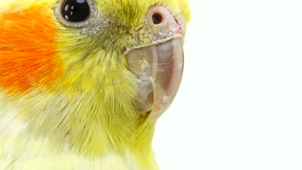 Portrait Parrot Corella White Screen — Stock Video