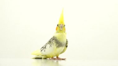 Corella papağan beyaz ekranda hareket