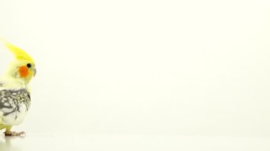 Corella papağan beyaz ekranda hareket