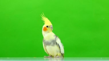 Corella papağan yeşil ekranda izole