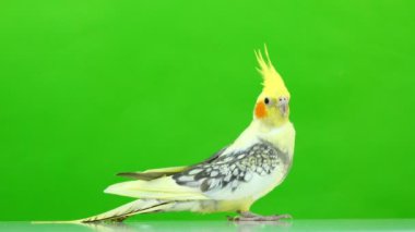 Corella papağan yeşil ekranda izole