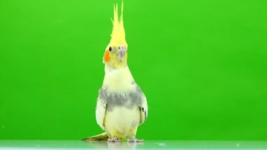 Corella papağan yeşil ekranda izole