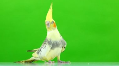 Corella papağan yeşil ekranda izole