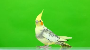 Corella papağan yeşil ekranda izole