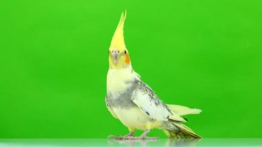 Corella papağan yeşil ekranda izole