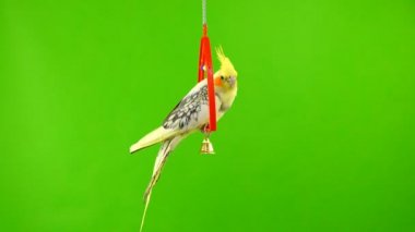 Corella papağan yeşil ekranda izole