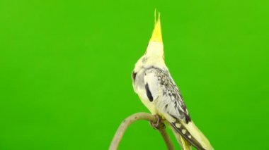 Corella papağan yeşil ekranda izole