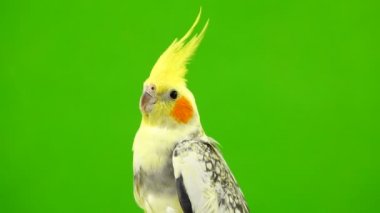Corella papağan yeşil ekranda izole