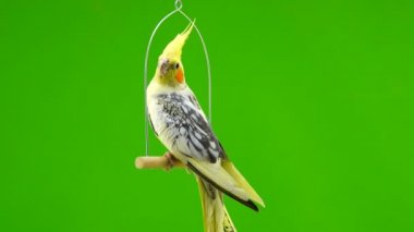 Corella papağan yeşil ekranda izole