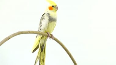 papağan corella beyaz ekranda izole