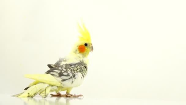 Corella Perroquet Déplace Sur Écran Blanc — Video