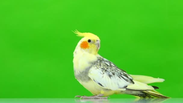 Corella Papegaai Geïsoleerd Groen Scherm — Stockvideo