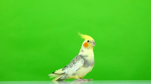 Παπαγάλος Corella Απομονωμένη Στην Πράσινη Οθόνη — Αρχείο Βίντεο