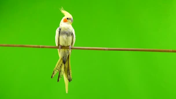 Corella Papoušek Izolované Zelené Obrazovce — Stock video
