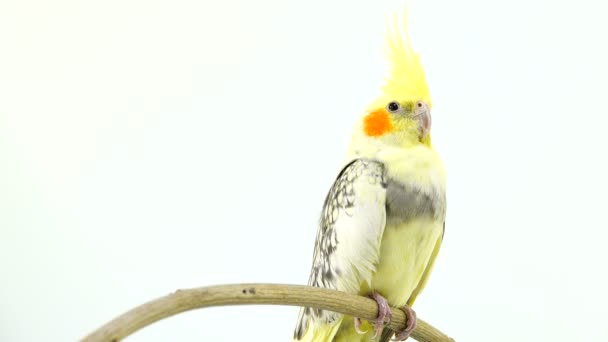 Corella Papoušek Izolovaný Bílé Plátno — Stock video