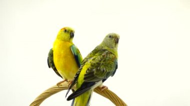 papağan (haematonotus psephotus) izole üzerinde beyaz ekran şarkı. Ses