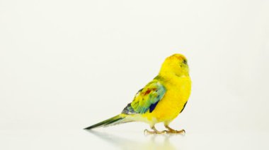 papağan (haematonotus psephotus) izole üzerinde beyaz ekran şarkı. Ses
