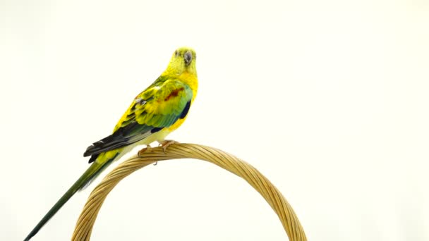 Papagaio Haematonotus Psephotus Cantar Isolado Tela Branca — Vídeo de Stock
