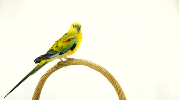 Papagáj Haematonotus Psephotus Énekelni Elszigetelt Fehér Képernyő Hang — Stock videók